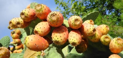 فوائد أكل ثمار الصبر