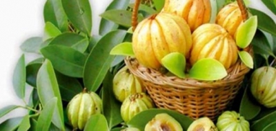 فاكهة جارسينيا كامبوجيا