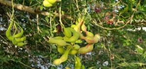 فوائد شجرة اللوز الهندي