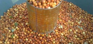 فوائد ثمرة الدوم