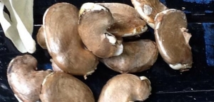 كيف تزرع بذور المانجا