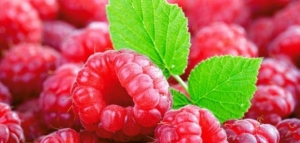 فوائد توت العليق