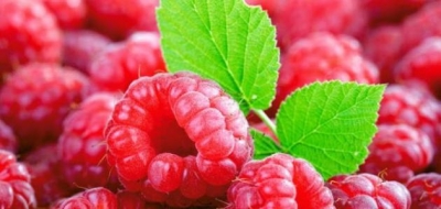 فوائد توت العليق