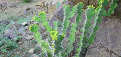 فوائد عسل الكراث