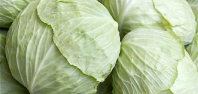 ما فوائد الملفوف الأبيض