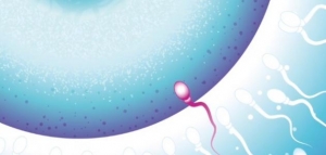 كيف أعرف يوم الإباضة