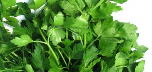 فوائد الكزبرة والبقدونس