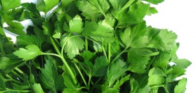 فوائد الكزبرة والبقدونس