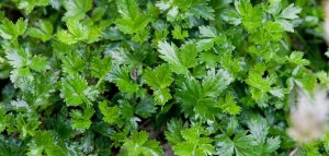 فوائد البقدونس والكزبرة