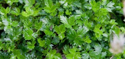 فوائد البقدونس والكزبرة