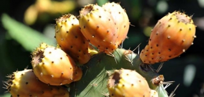 فوائد بذور التين الشوكي