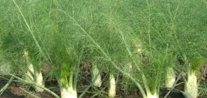 ما هو الشمر وكيف شكله