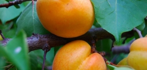 فوائد نواة المشمش