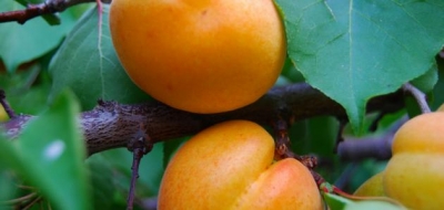 فوائد نواة المشمش