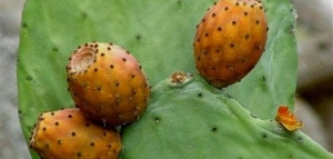 ثمار الصبار