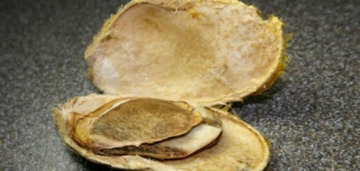 فوائد لب المنجا