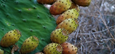 فوائد قشر التين الشوكي