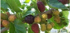 ما فوائد ورق التوت