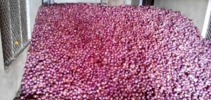 طريقة تخزين البصل