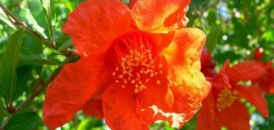 فوائد زهر الرمان