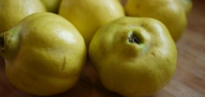 ما هي فوائد السفرجل