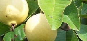 فوائد فاكهة الجوافة