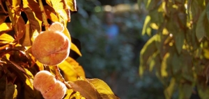 فوائد أوراق الخوخ