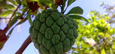 ثمرة الجرافيولا