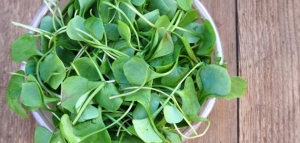 ما هو الجرجير