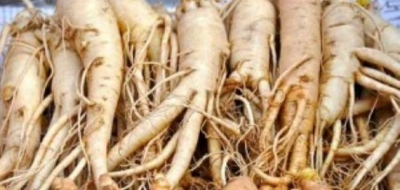 فوائد الجنسنج الأحمر