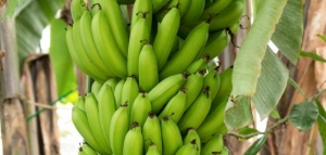 ما هو أهم معدن موجود في الموز