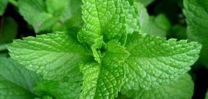 أضرار النعناع الأخضر