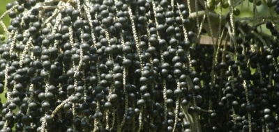 فوائد ثمرة الأساي