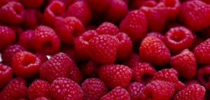 فوائد ثمرة التوت