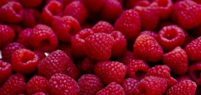 فوائد ثمرة التوت