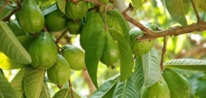 فوائد ورق الجوافة