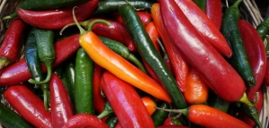 فوائد الفلفل وأضراره