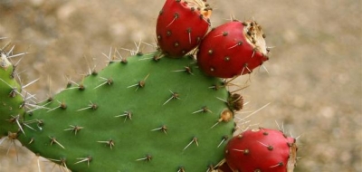 فوائد فاكهة الصبر