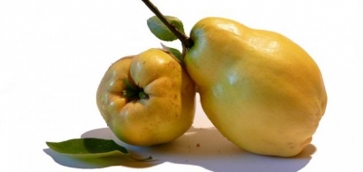 فوائد السفرجل الطبية