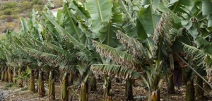 فوائد شجرة الموز