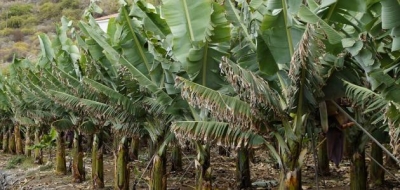 فوائد شجرة الموز