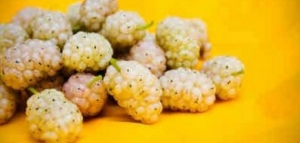 ما هي فوائد التوت الأبيض