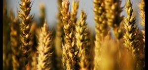 أنواع النشويات