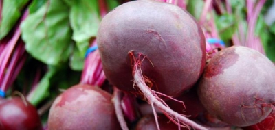 ما هو الشمندر