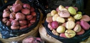 ما هي ثمرة القورو