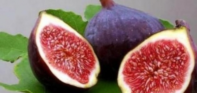 فوائد التين الأسود