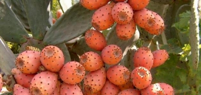 فوائد ثمار الصبر