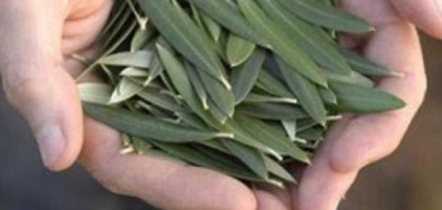 فوائد نواة الزيتون