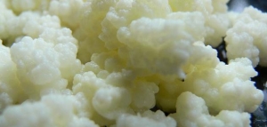 فوائد الفطر الصيني