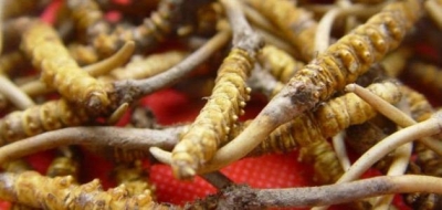 فوائد فطر الكورديسبس